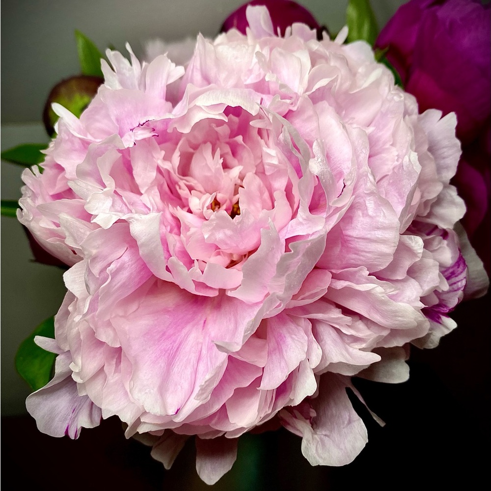 Meet your Posher, Rose